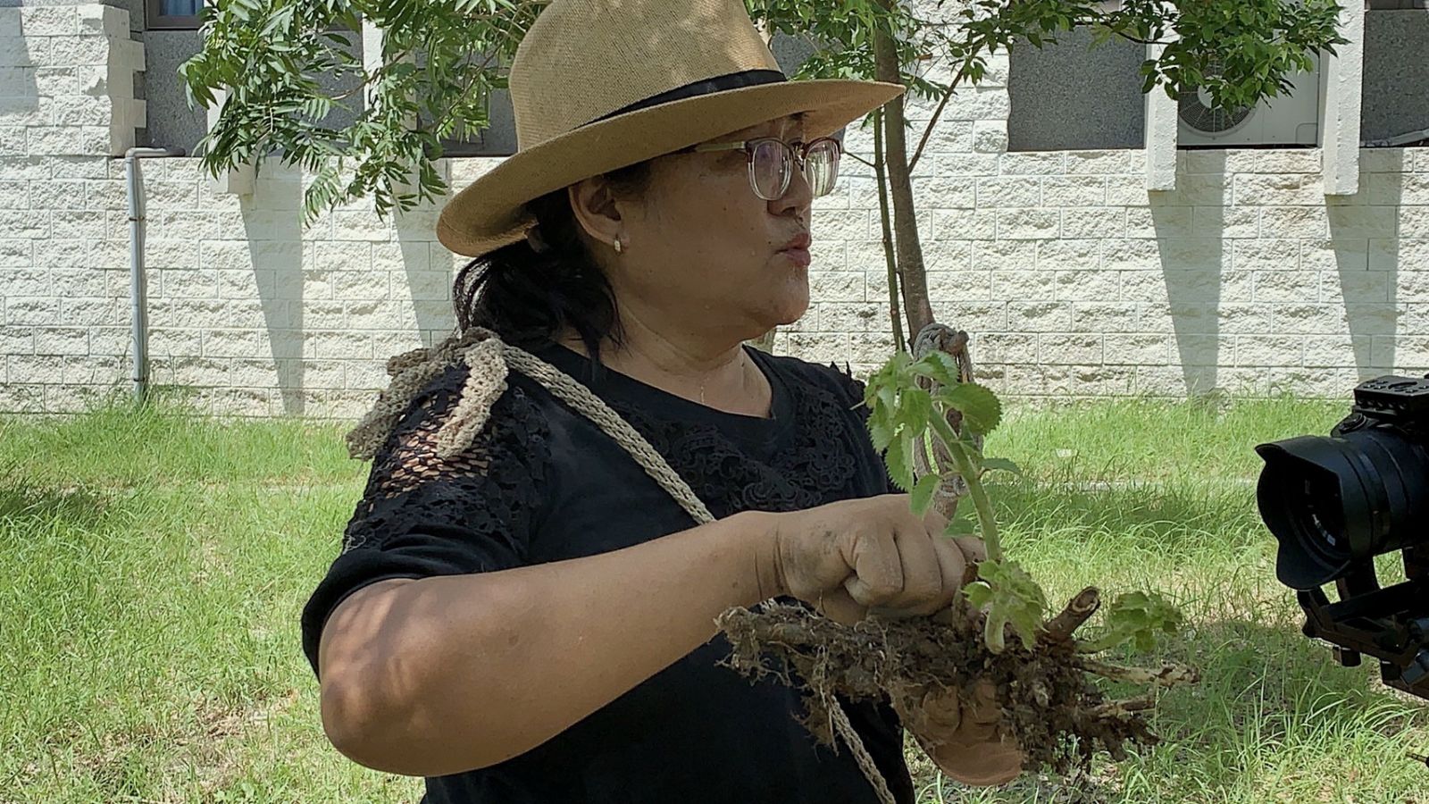 邱春女老師教學苧麻種植教學